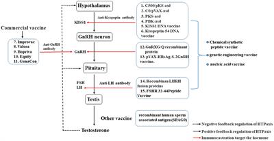 GnRH-immunocastration: an alternative method for male animal surgical castration